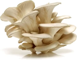 Fresh Mushroom